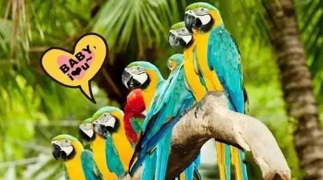 【915-918邵陽秋季車展倒計時7天】藝高鳥膽大，墻都不服，我就服niao！