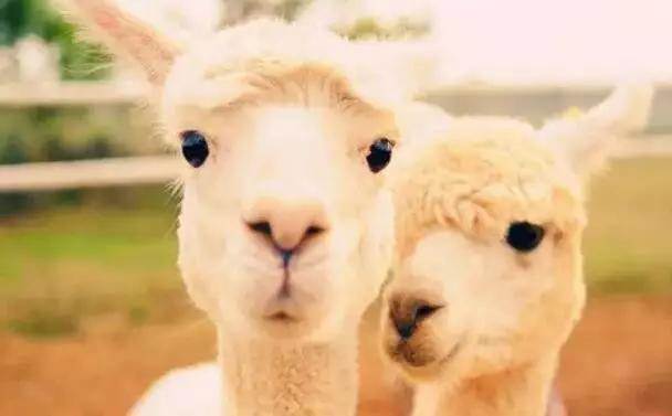  【915-918邵陽秋季車展倒計時3天】男人車展看美女，女人車展看什么？